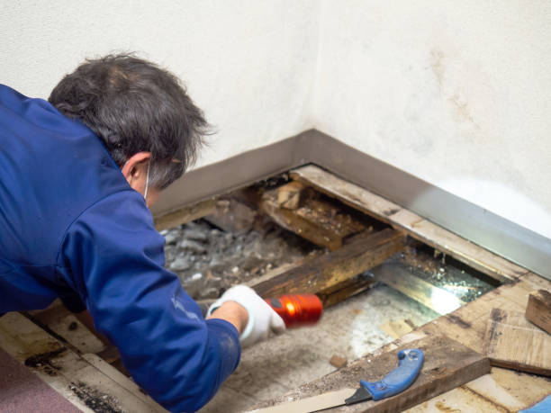 Best Emergency Mold Remediation in Richwood, TX