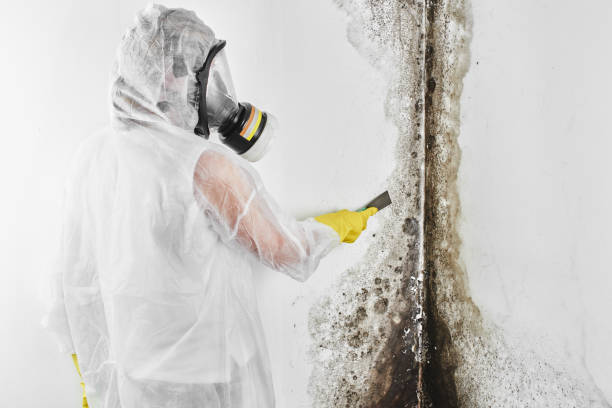 Best Health and Safety Mold Remediation in Richwood, TX