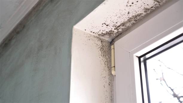 Best Preventive Mold Services in Richwood, TX