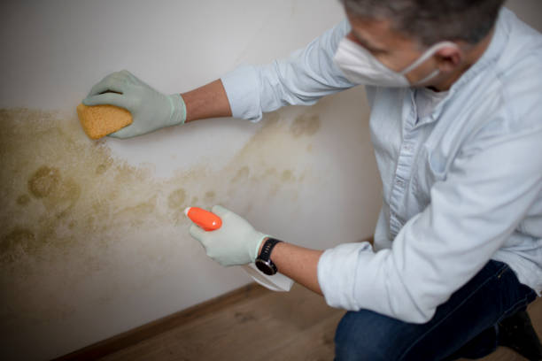 Best Localized Mold Remediation (e.g., coastal areas, humid climates) in Richwood, TX