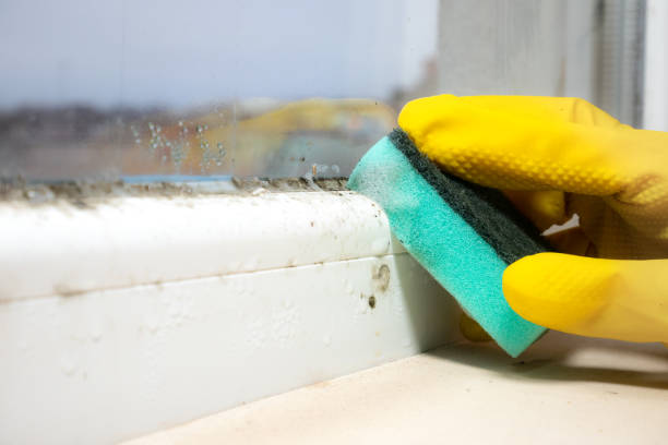 Richwood, TX Mold Remediation Company