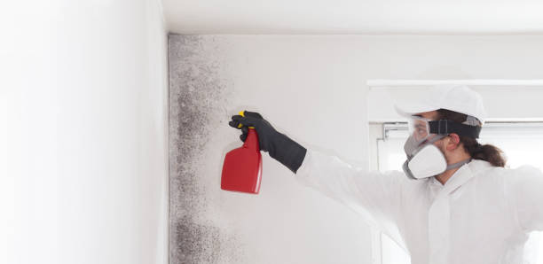Best DIY Mold Remediation Support Services in Richwood, TX