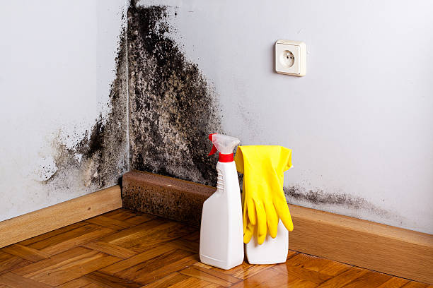 Best Basement Mold Remediation in Richwood, TX
