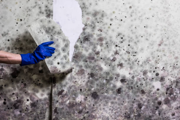 Best Residential Mold Remediation in Richwood, TX